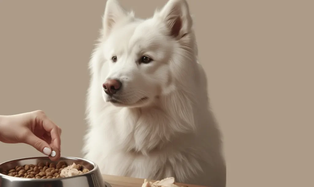 Dog Food Portions After Surgery