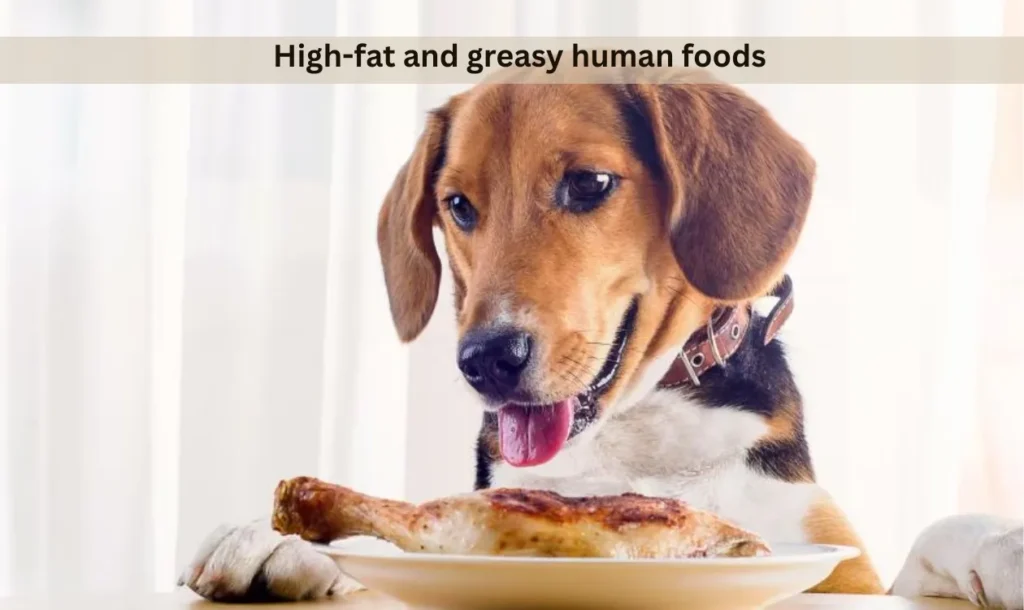 High-fat and greasy human foods