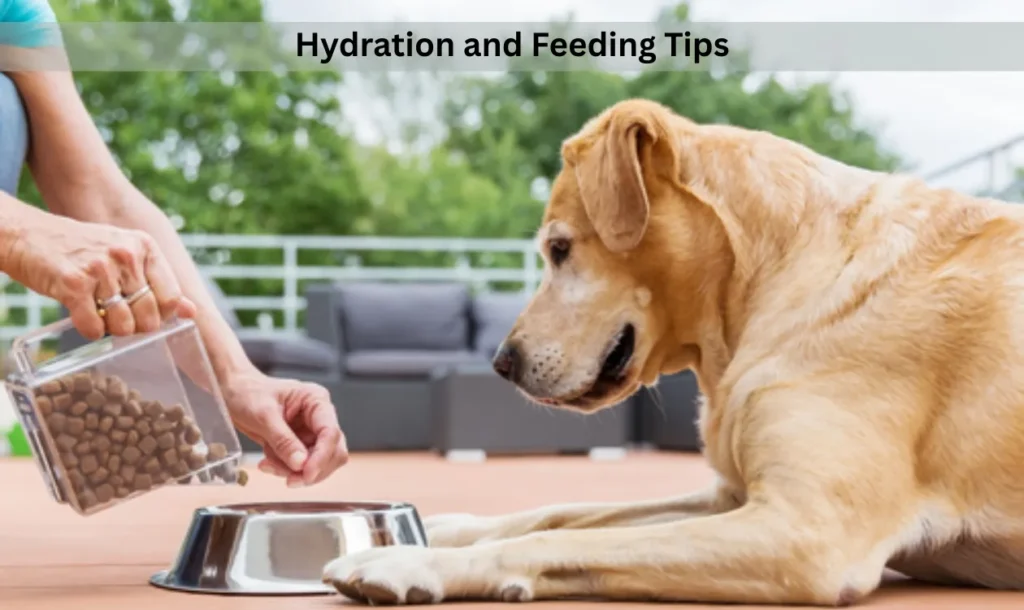 Hydration and Feeding Tips