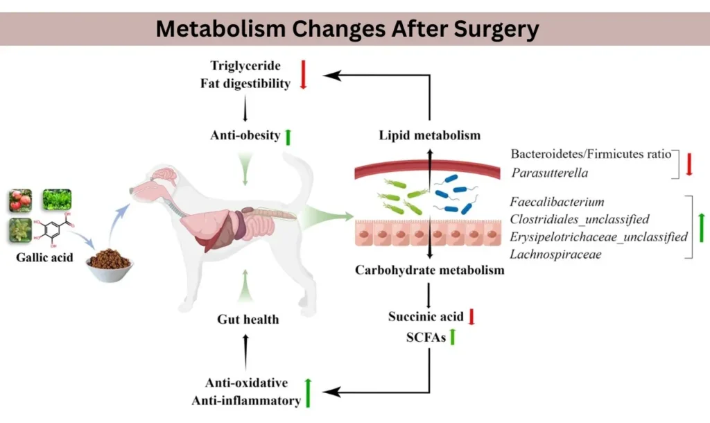 Understanding Metabolism Changes After Surgery