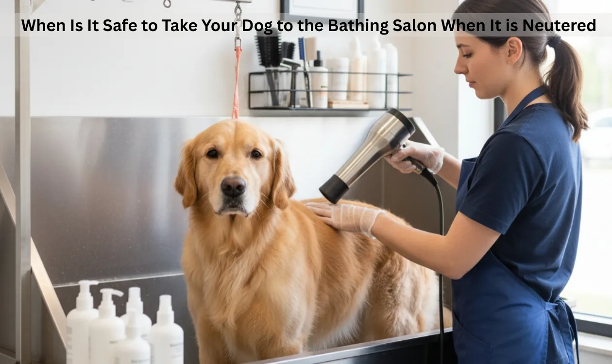 Bath Your Dog After Neutering