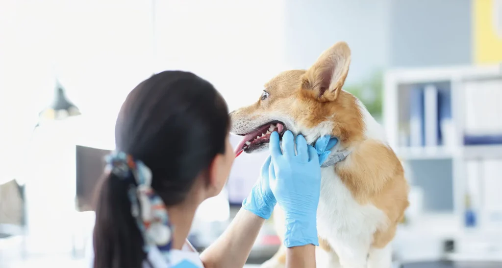 care for your dog after dental surgery