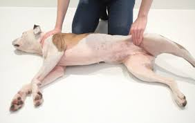 Warning Signs After Dog Neutering