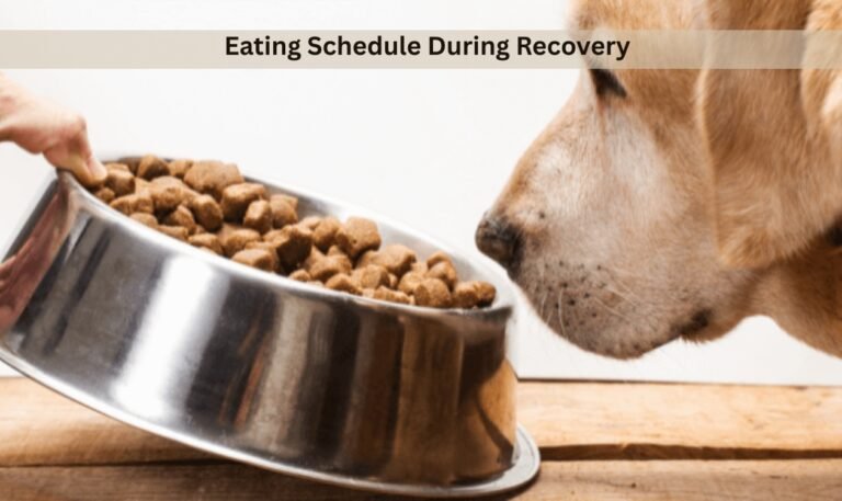 eating schedule during recovery