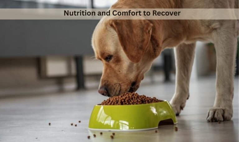 Post Operation Snacks