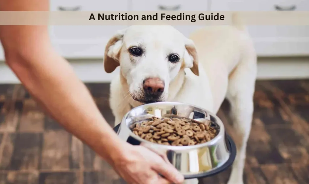 A Nutrition and Feeding Guide