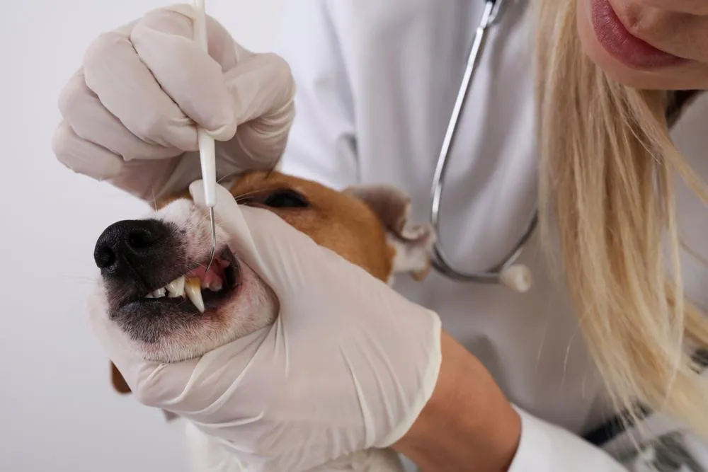 caring of a dog after dental surgery